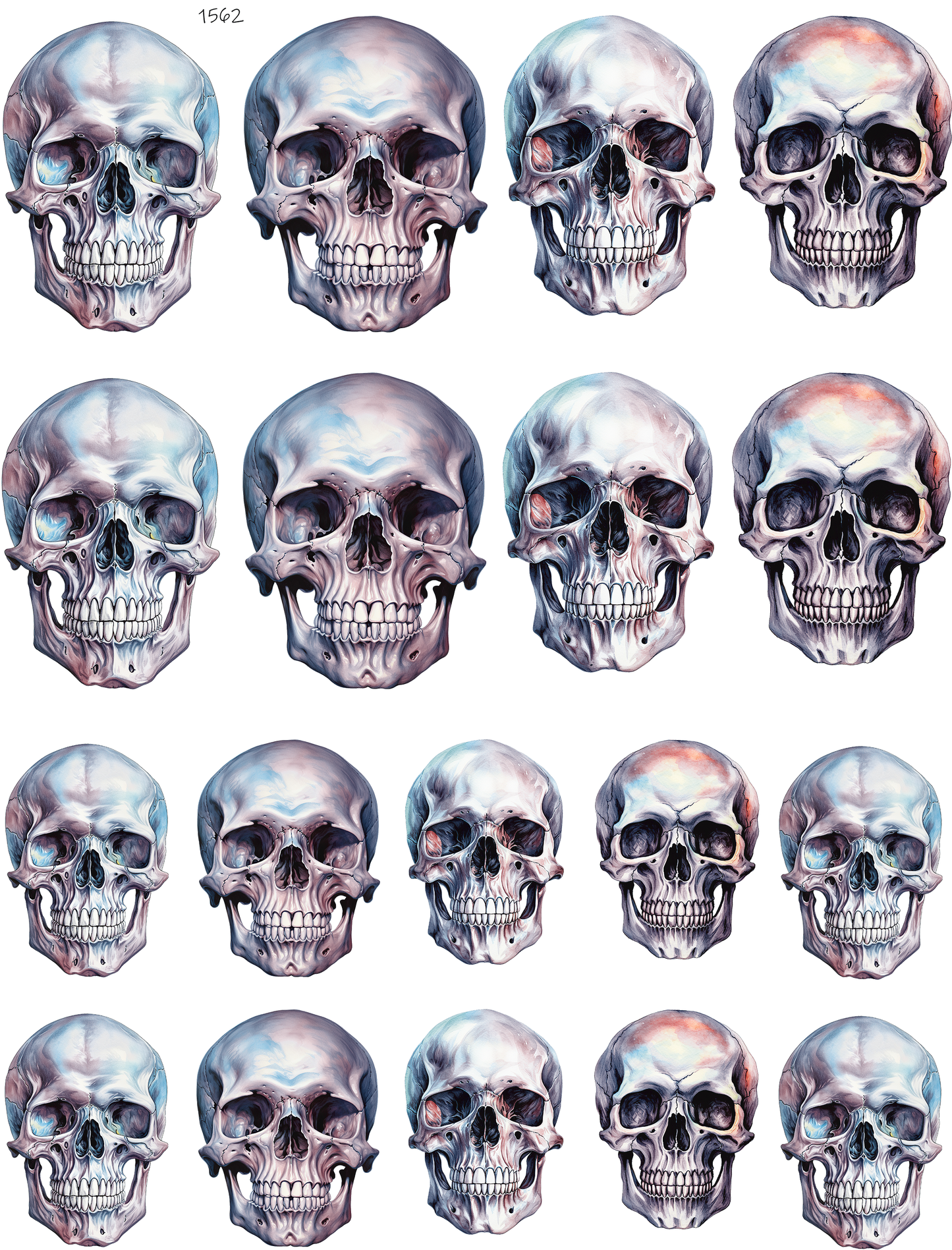 Human Skulls