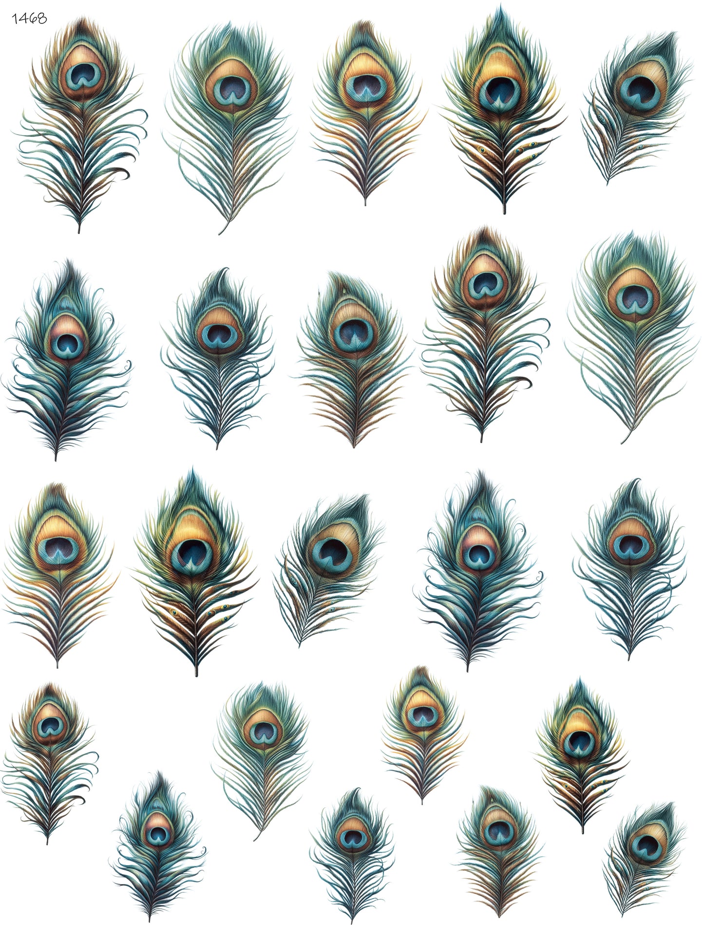 Peacock Feathers