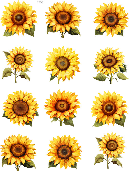 Sunny Sunflowers