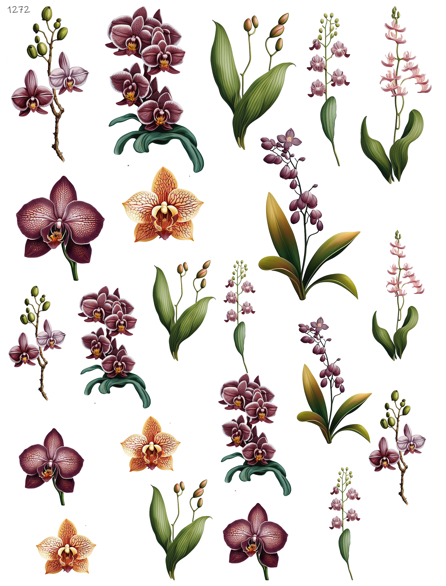 Orchids
