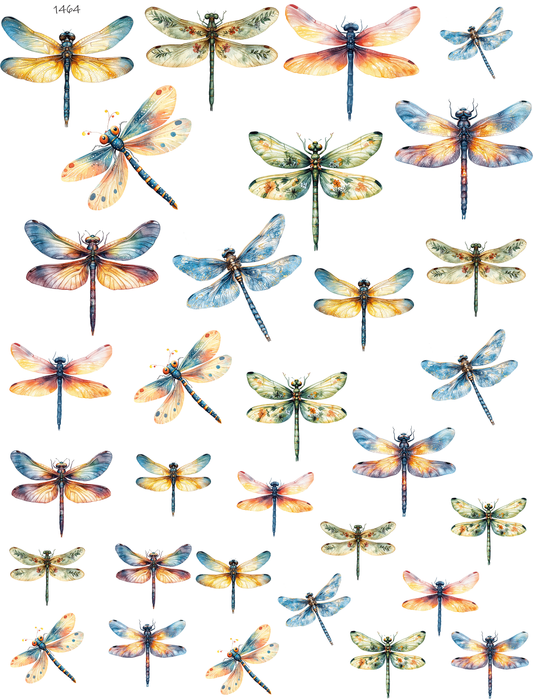 Special Dragonflies