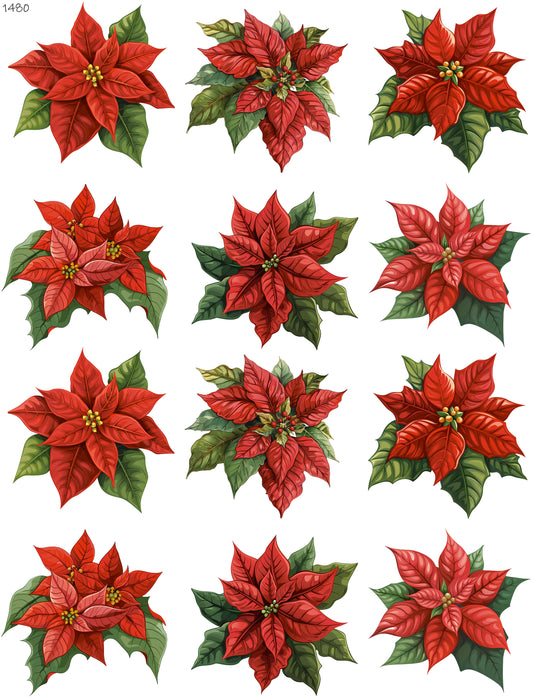 Beautiful Red Poinsettias