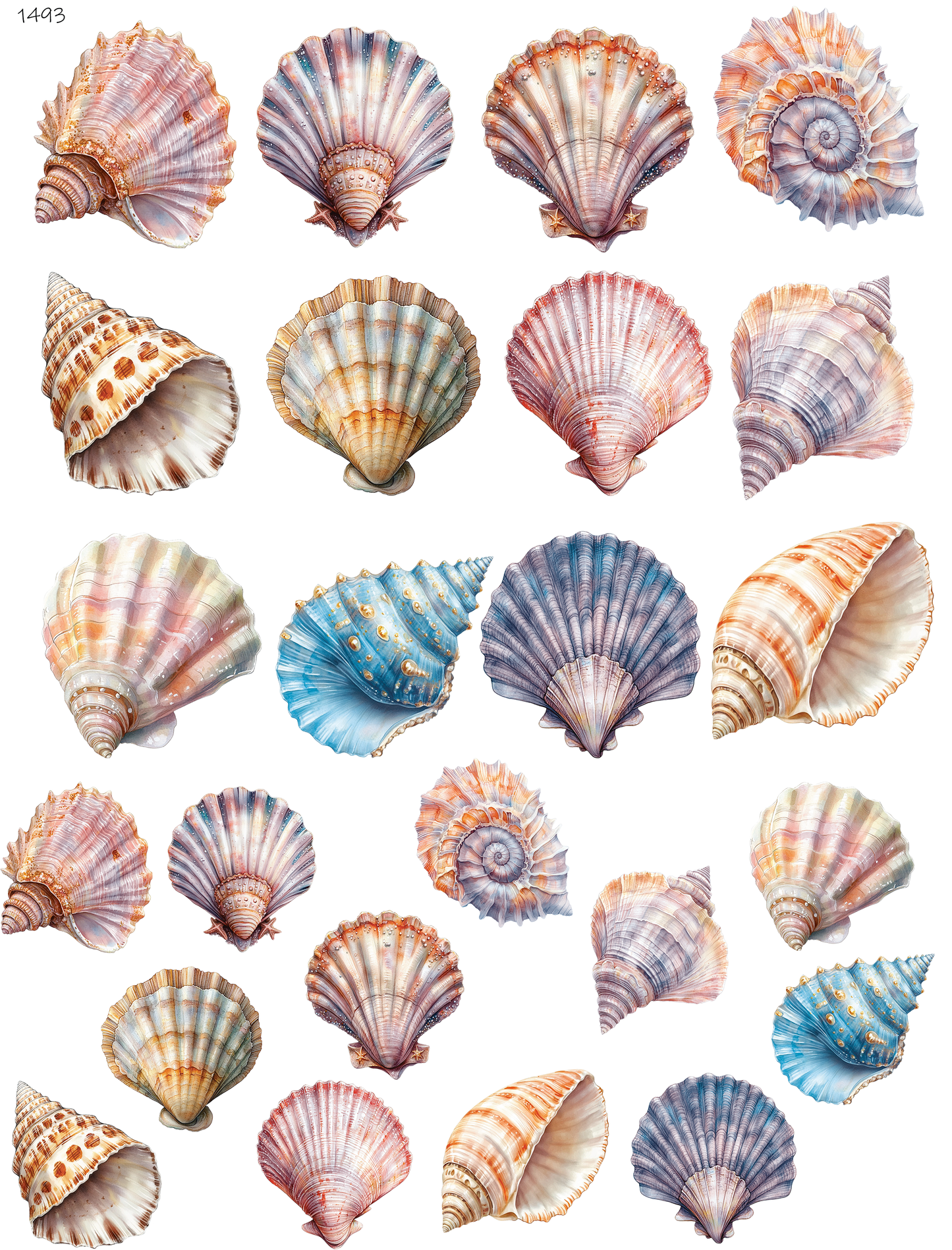 Seashells