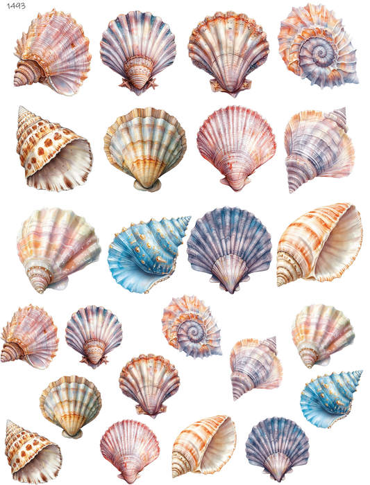 Seashells
