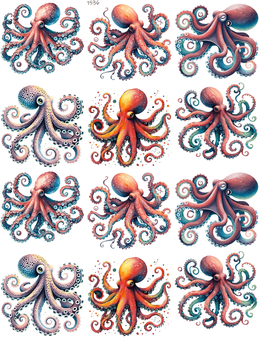 Octopus