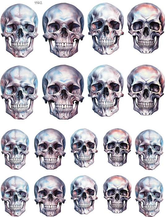 Human Skulls